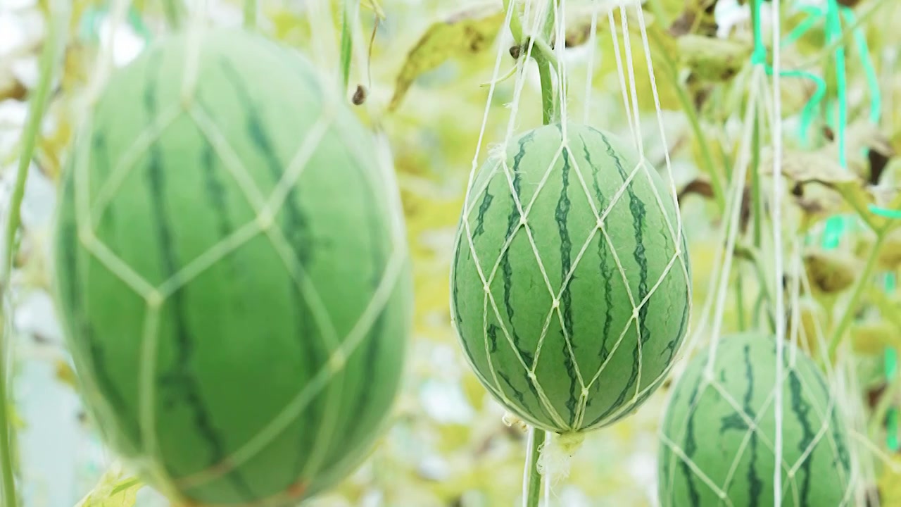 小西瓜挂果立体种植视频下载