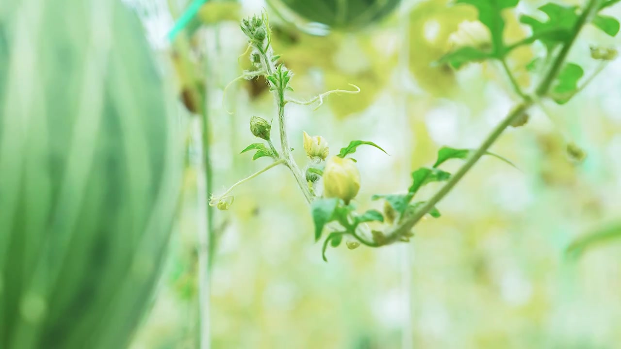 西瓜藤蔓上的花朵视频下载