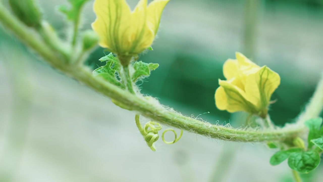 西瓜藤蔓上的花朵视频下载