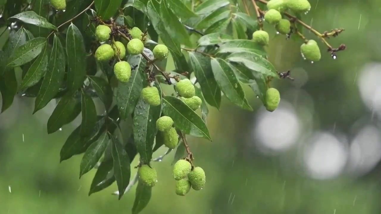 雨水落在青涩的荔枝树上视频素材