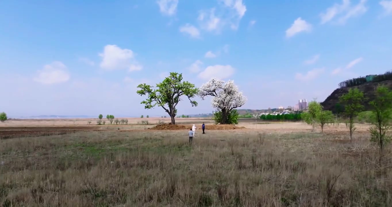 贵州威宁网红夫妻树航拍视频素材