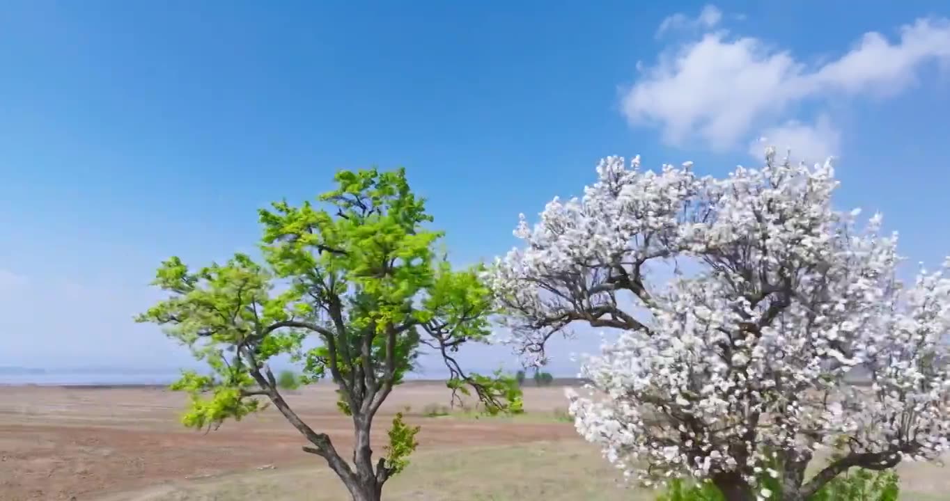 贵州威宁网红夫妻树航拍视频素材