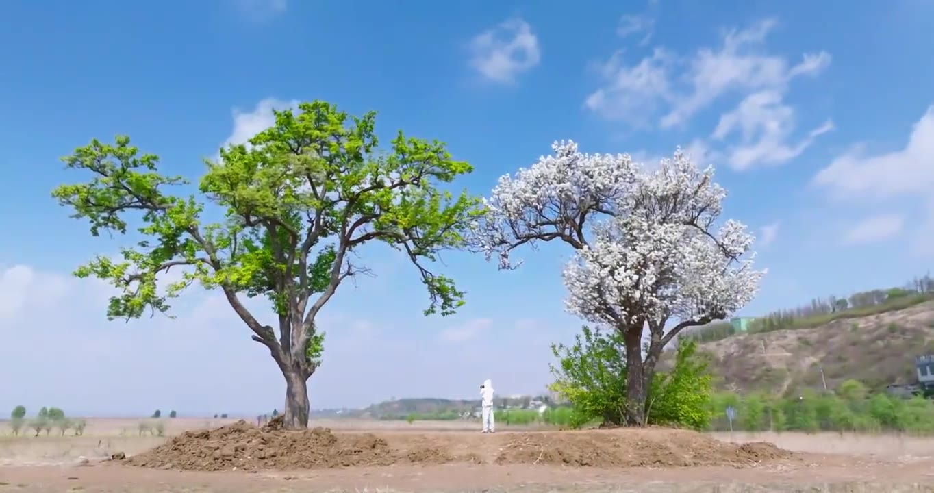 贵州威宁网红夫妻树航拍视频素材