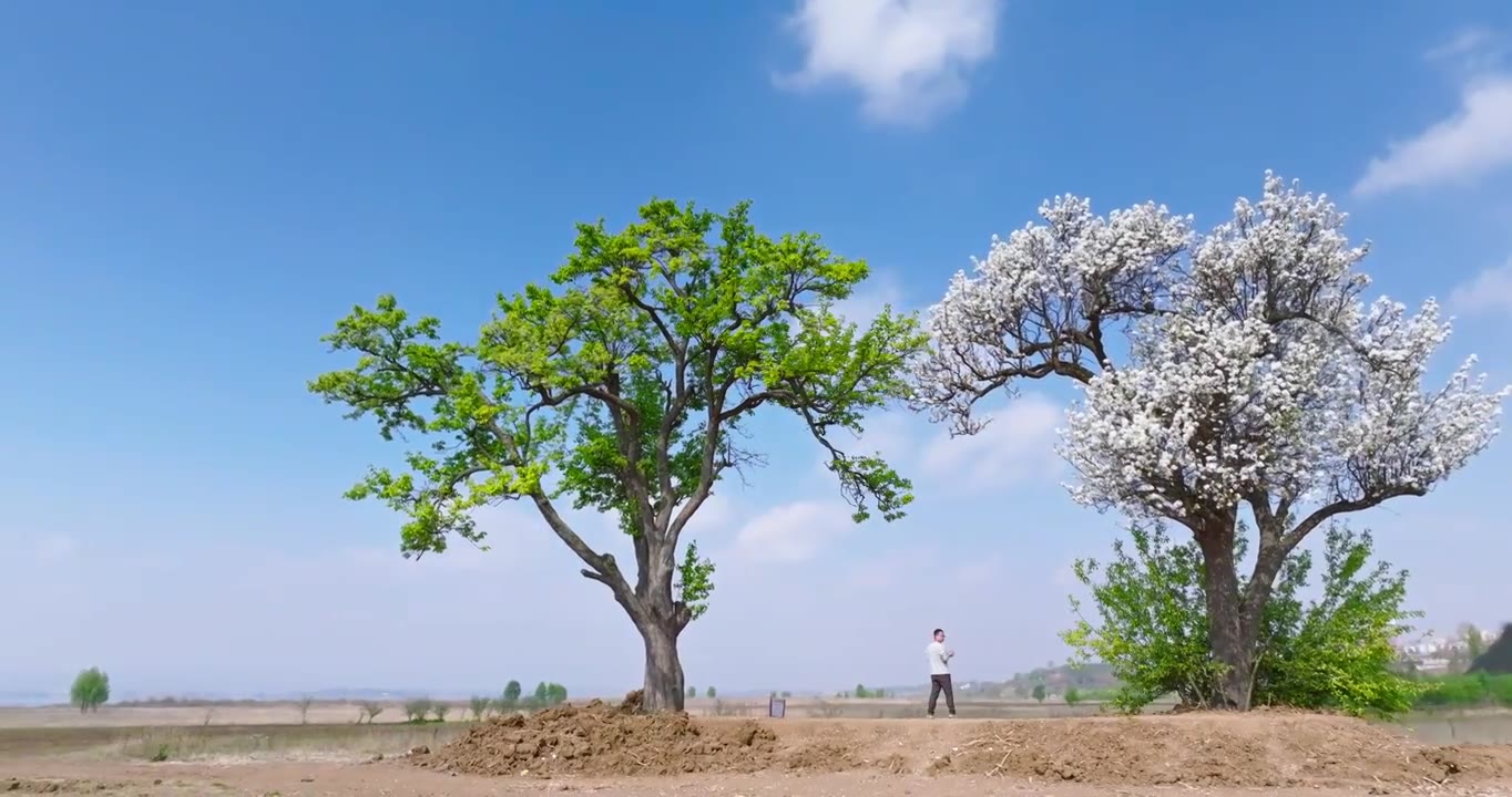 贵州威宁网红夫妻树航拍视频素材