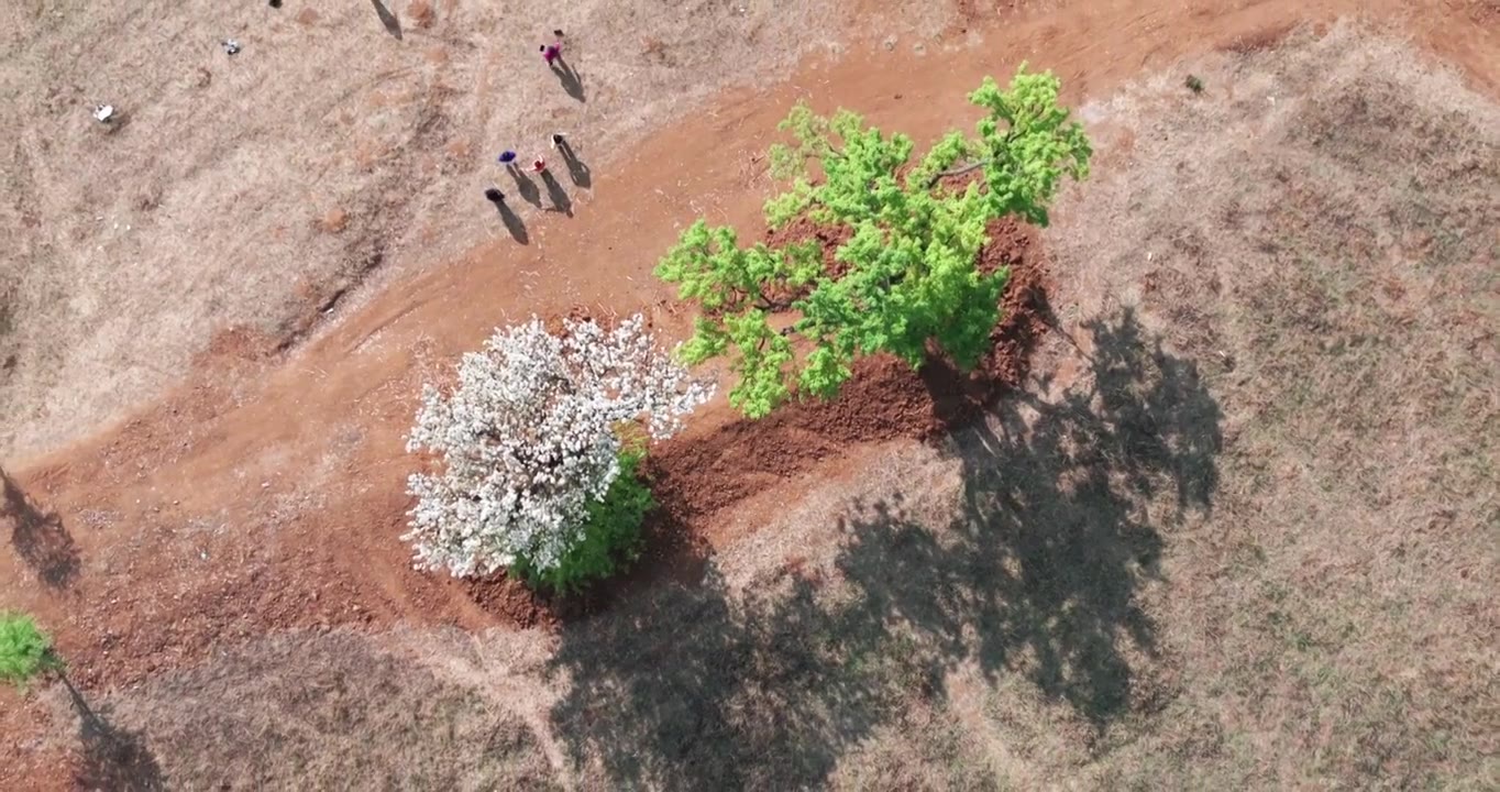 贵州威宁网红夫妻树航拍视频素材