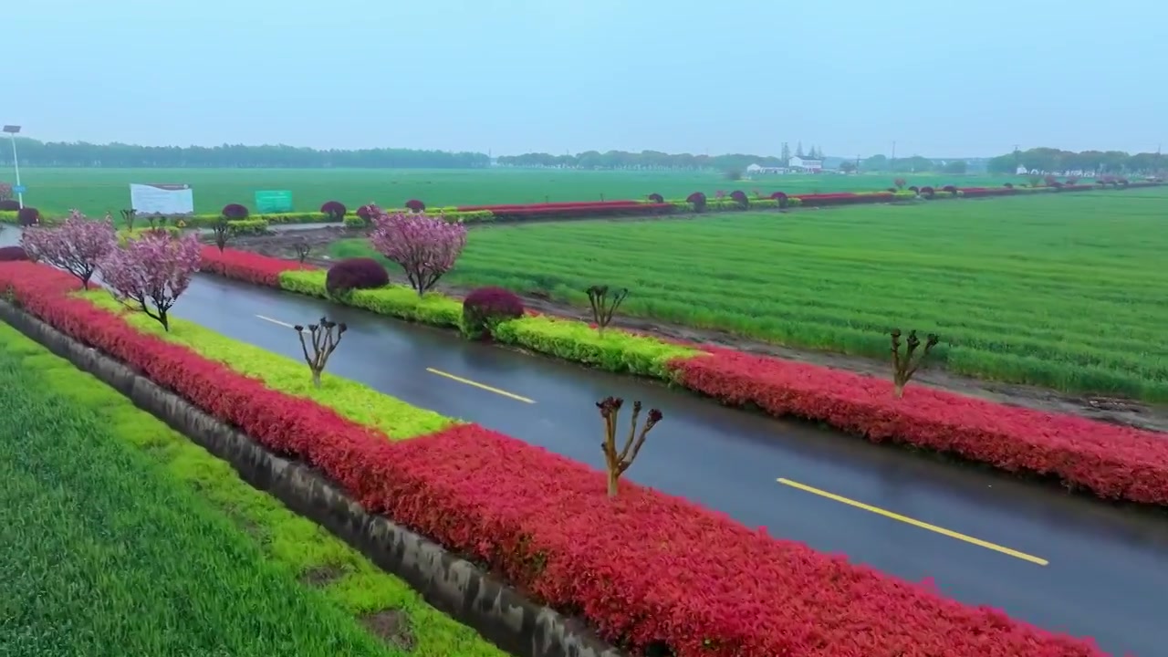 春天细雨里的苏州吴中北联村稻田与道路风景航拍视频素材