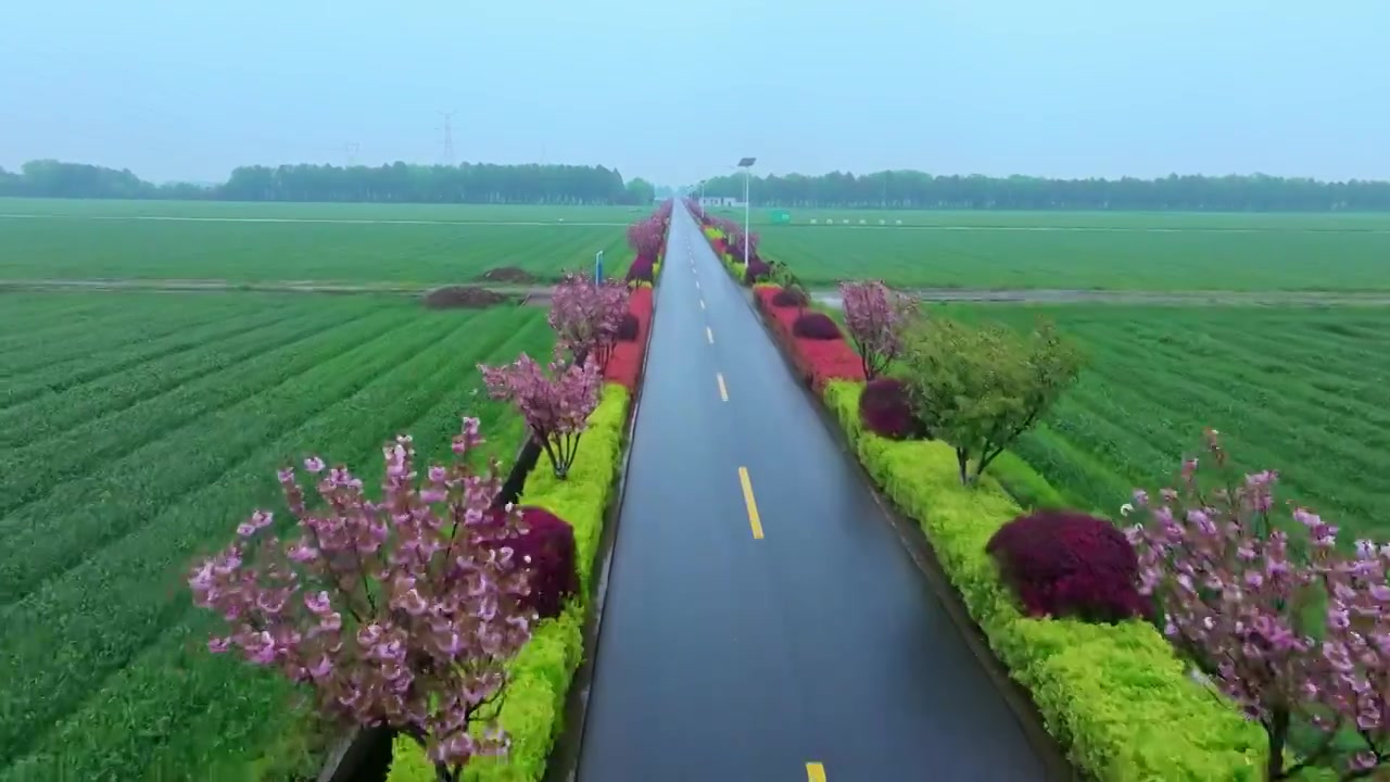 春天细雨里的苏州吴中北联村稻田与道路风景航拍视频素材