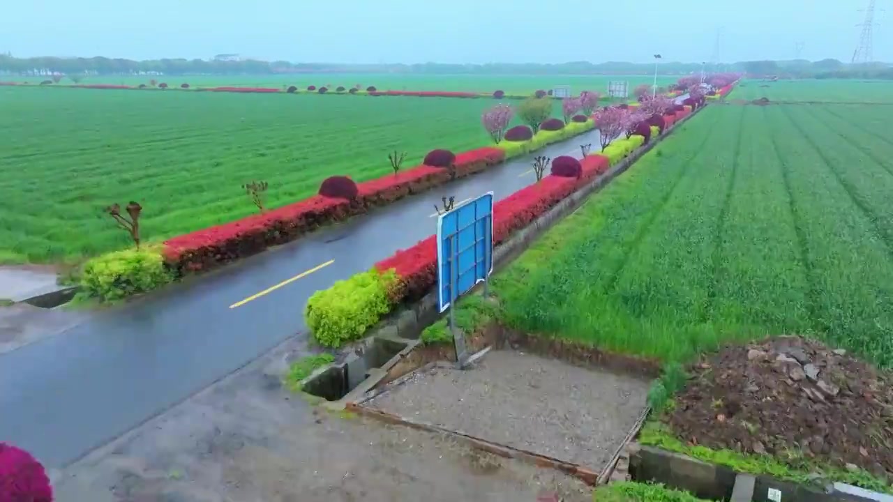 春天细雨里的苏州吴中北联村稻田与道路风景航拍视频素材