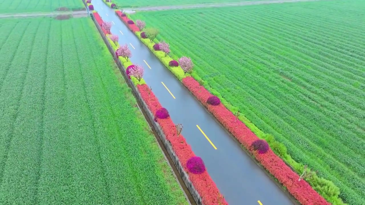 春天细雨里的苏州吴中北联村稻田与道路风景航拍视频素材