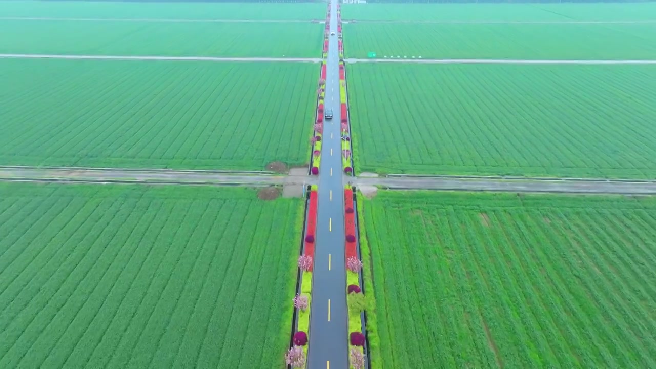 春天细雨里的苏州吴中北联村稻田与道路风景航拍视频素材