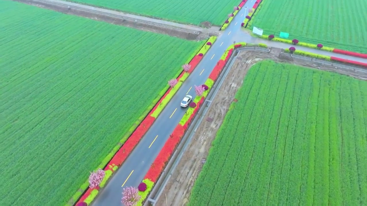 春天细雨里的苏州吴中北联村稻田与道路风景航拍视频素材