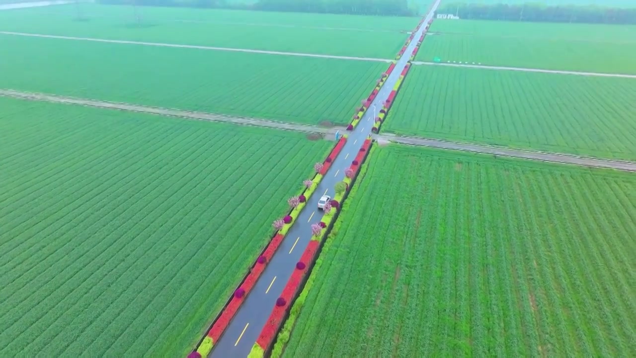 春天细雨里的苏州吴中北联村稻田与道路风景航拍视频素材