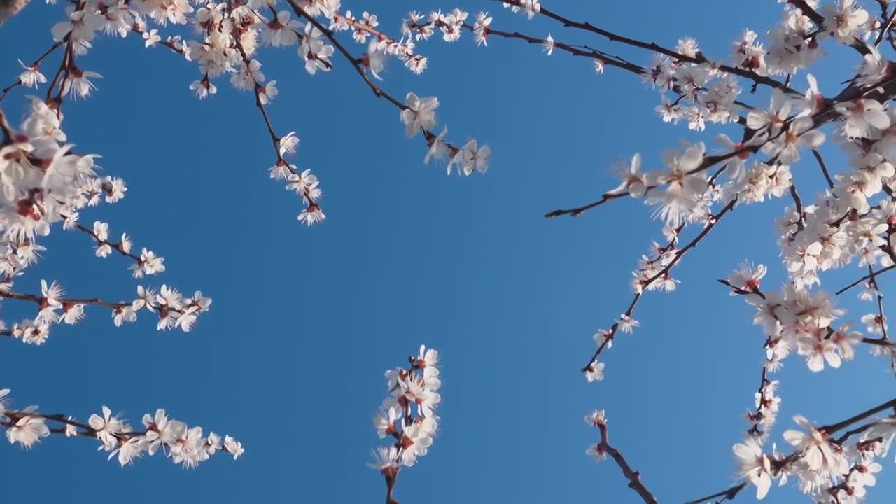 春天阳光下盛开的杏花视频素材