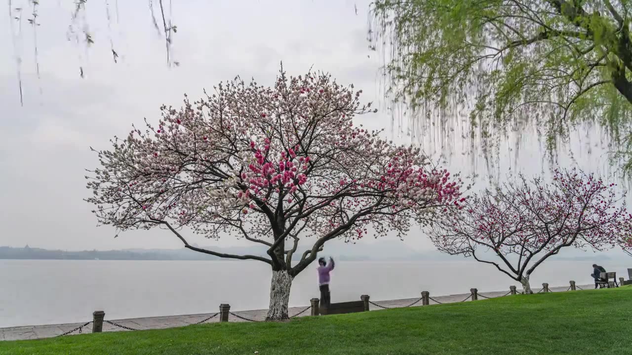 春天早晨杭州西湖白堤一棵盛放的双色桃花视频素材