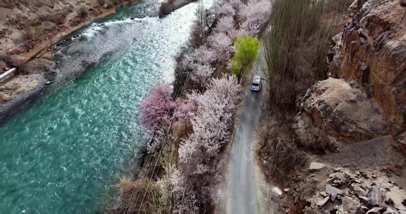 汽车行驶在开满杏花的小路上旁边是碧绿的河流视频素材