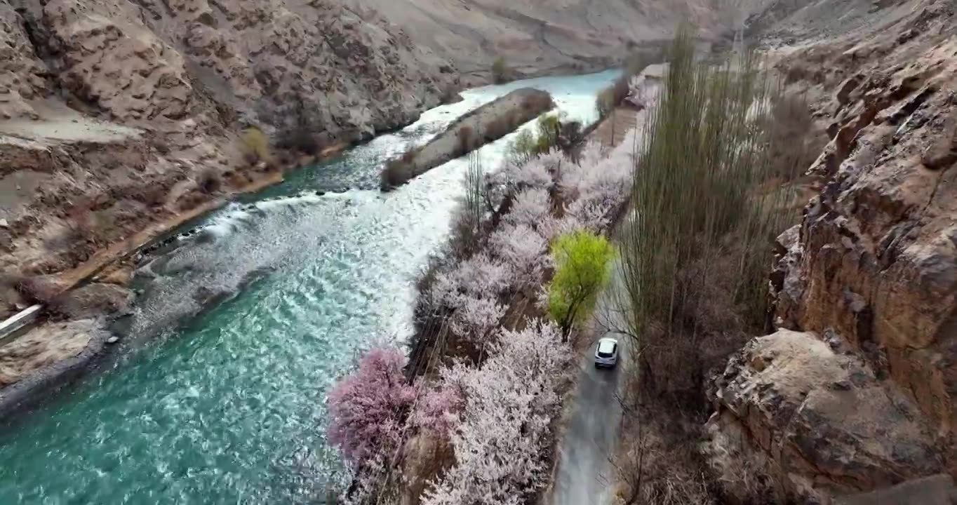 汽车行驶在开满杏花的小路上旁边是碧绿的河流视频素材