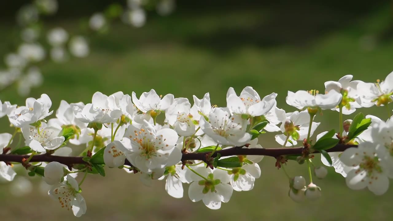 春天阳光下盛开的苹果花视频素材