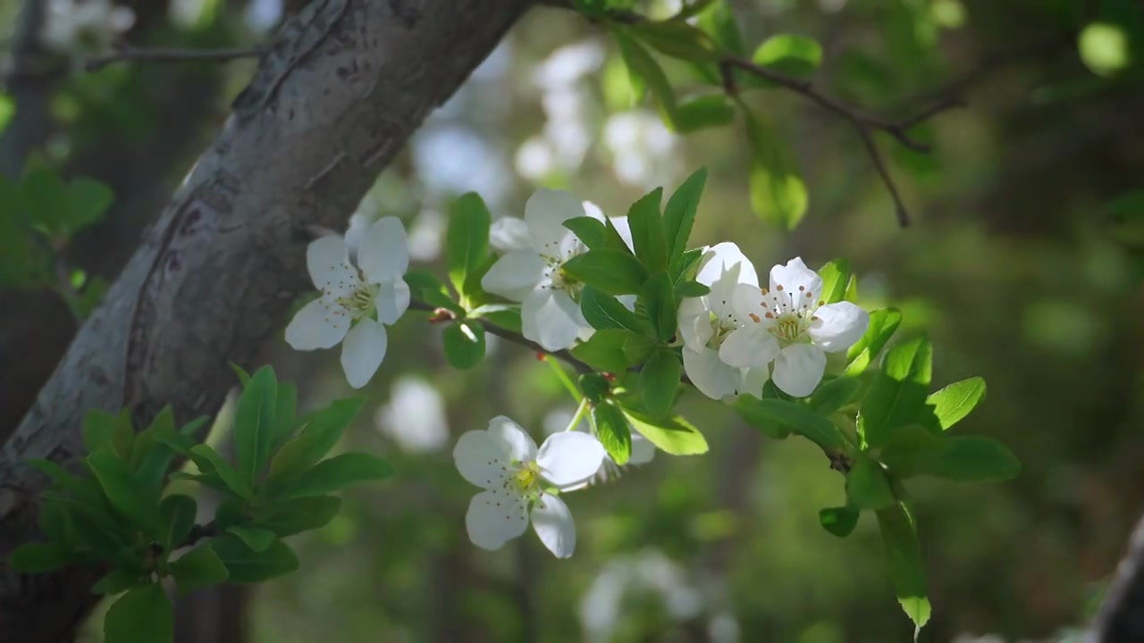 春天阳光下盛开的苹果花视频素材