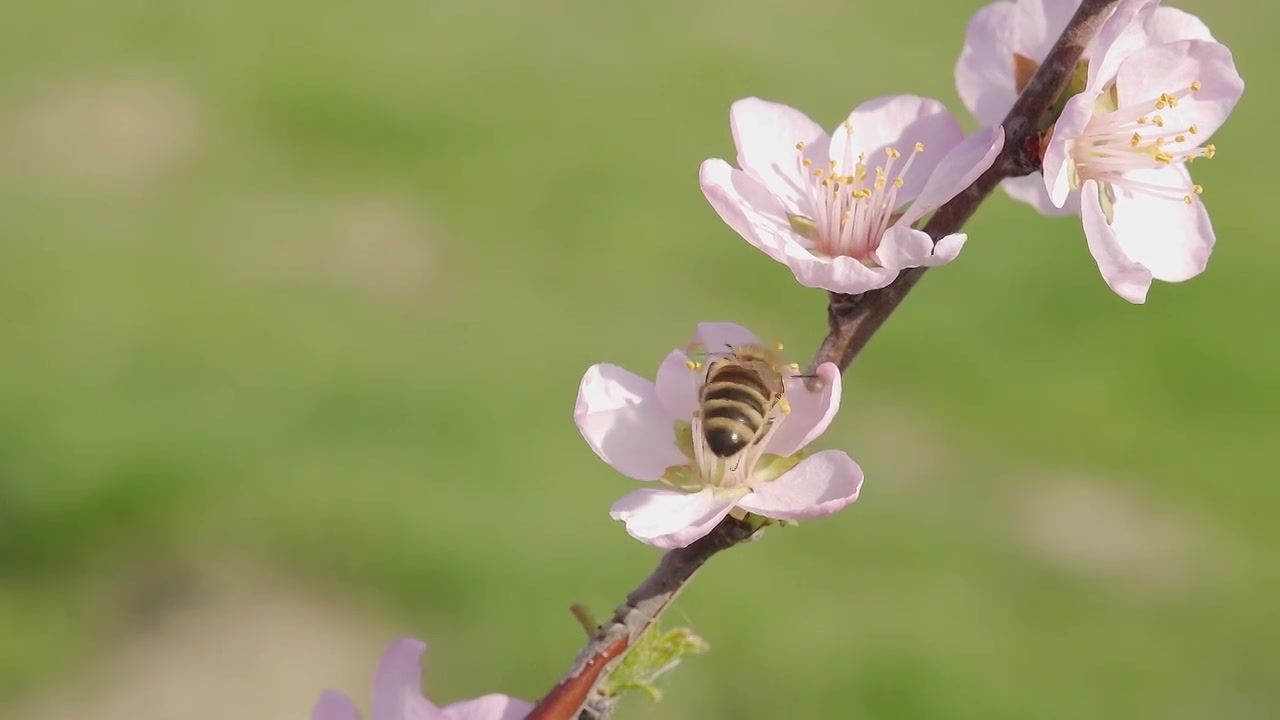 蜜蜂采蜜视频素材