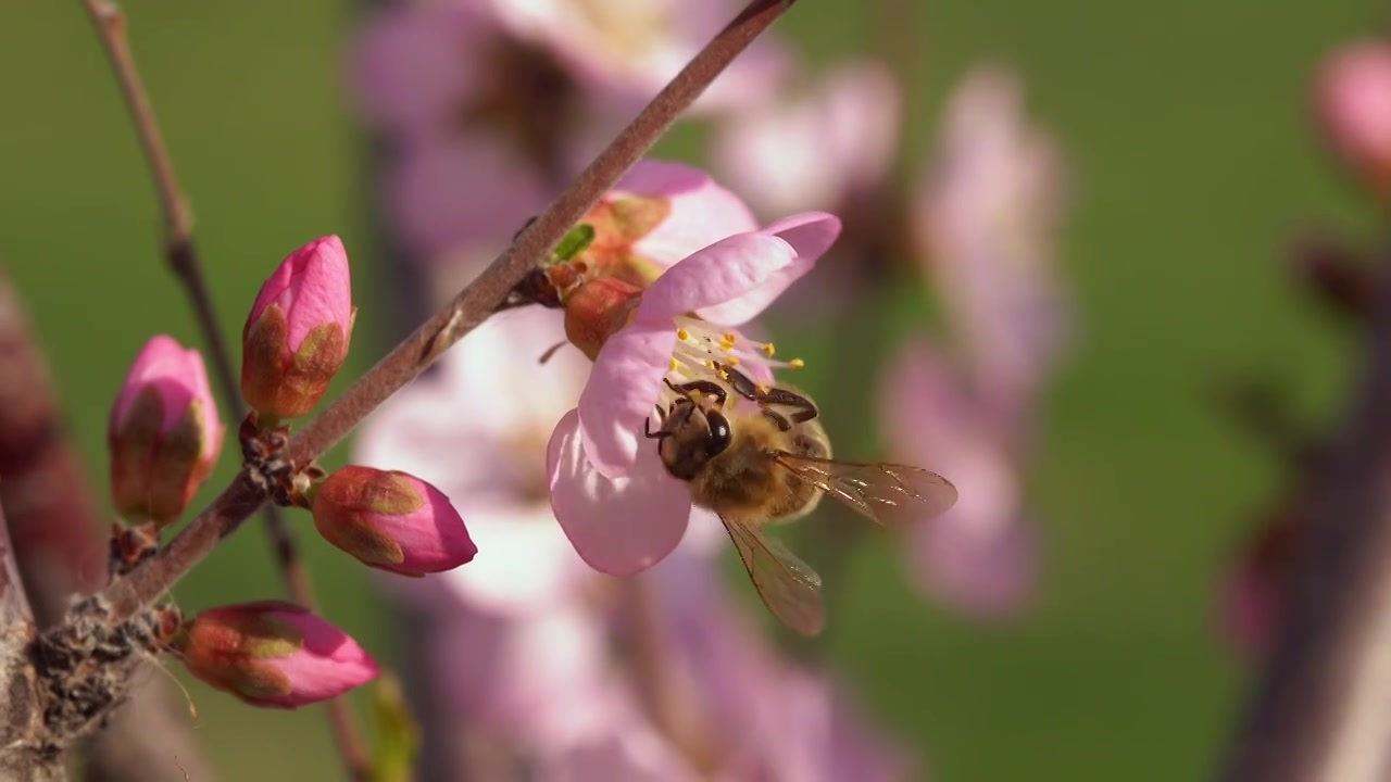 蜜蜂采蜜视频素材