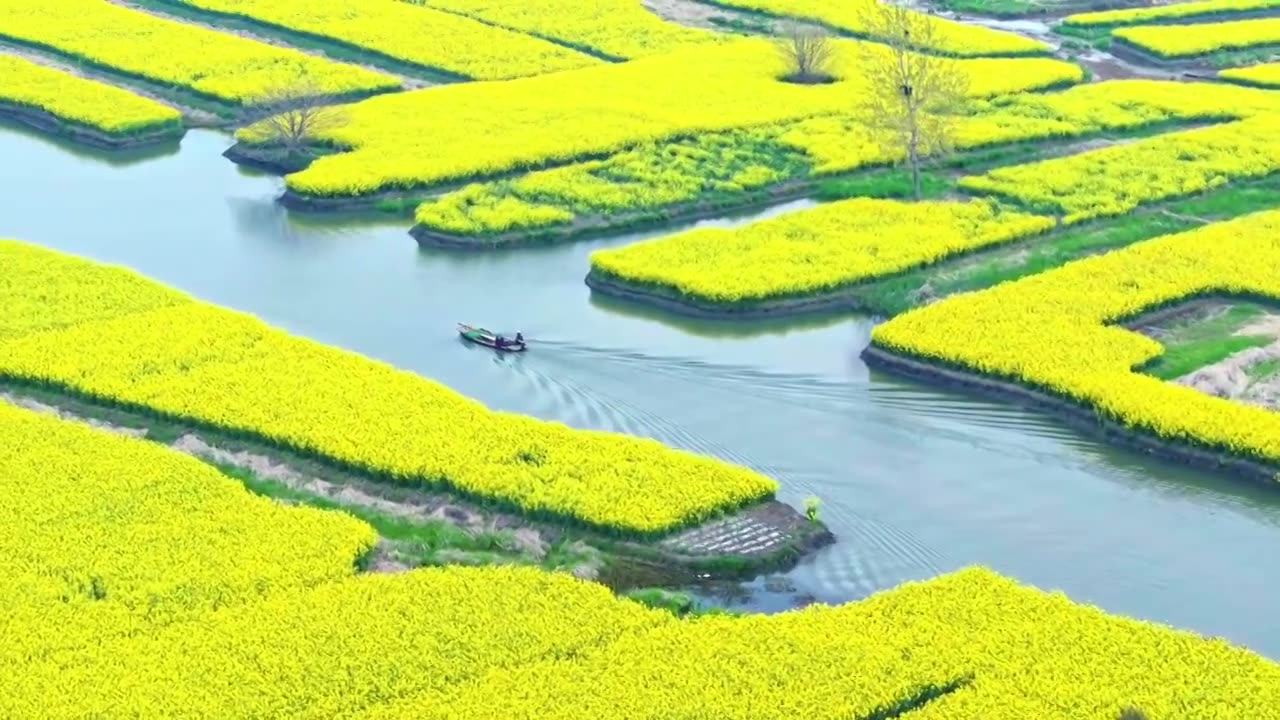 渔船穿梭乡间油菜花水田视频下载