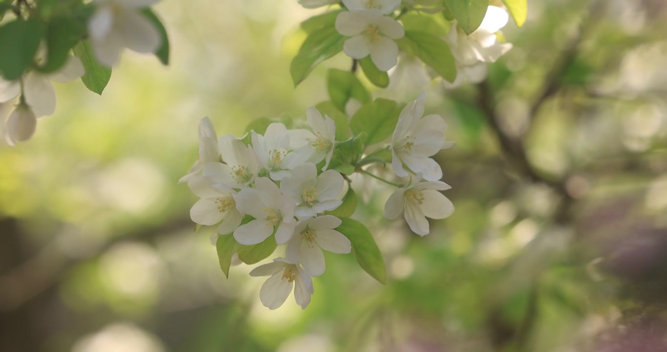 春天里的海棠花盛开视频素材