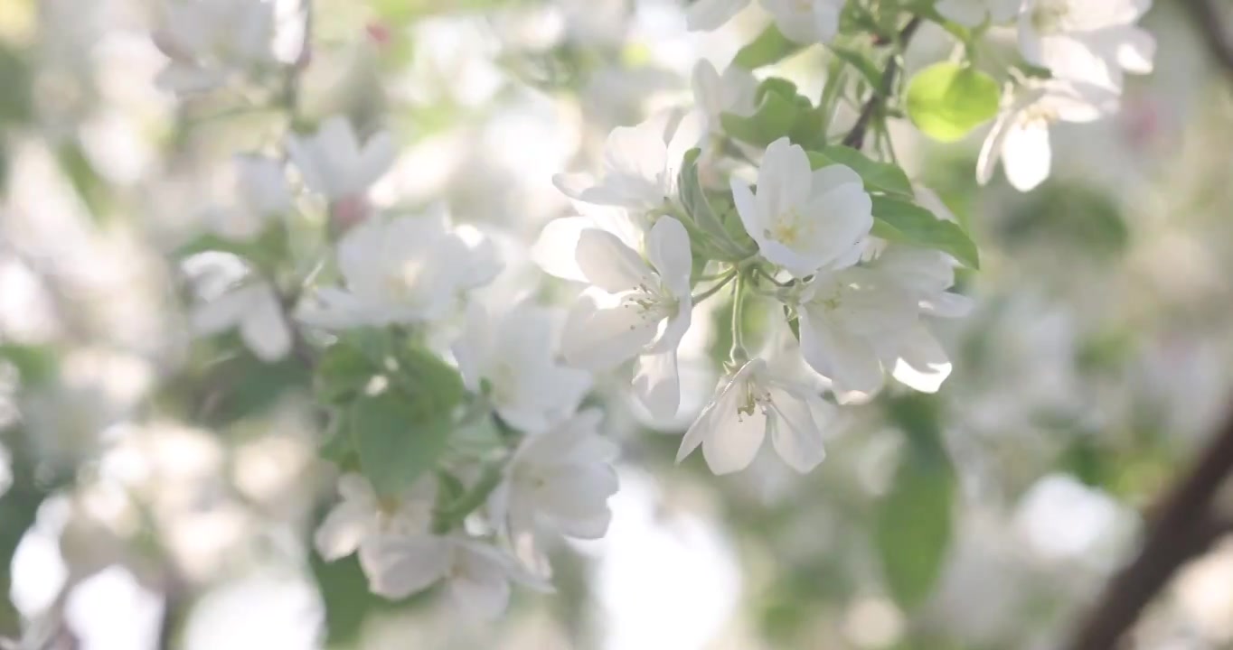 春天里的海棠花盛开视频素材