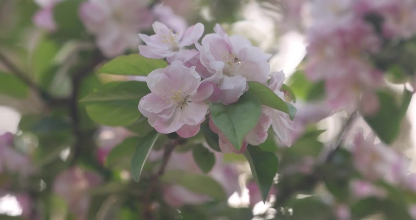 春天里的海棠花盛开视频素材