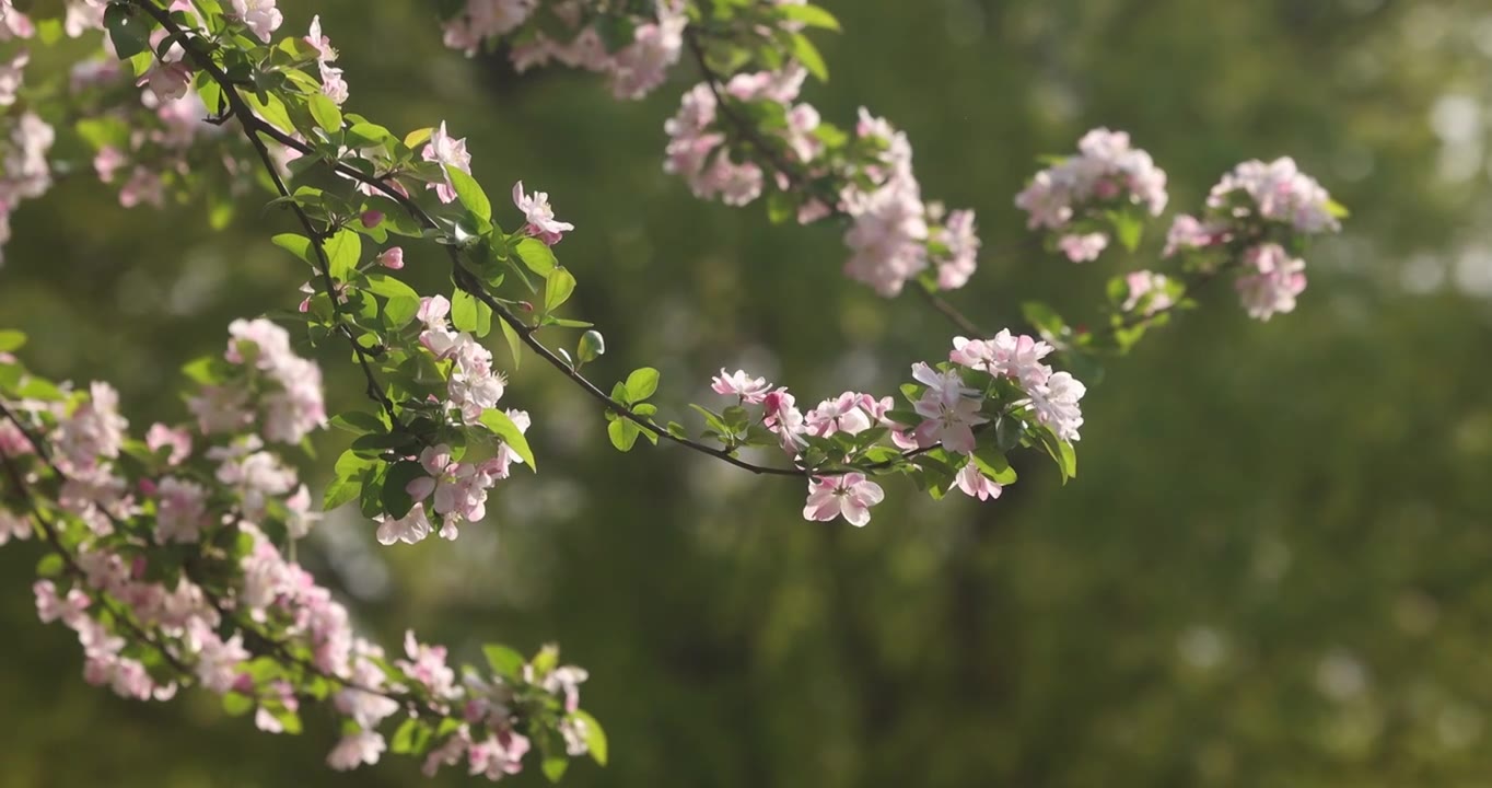 春天里的海棠花盛开视频素材