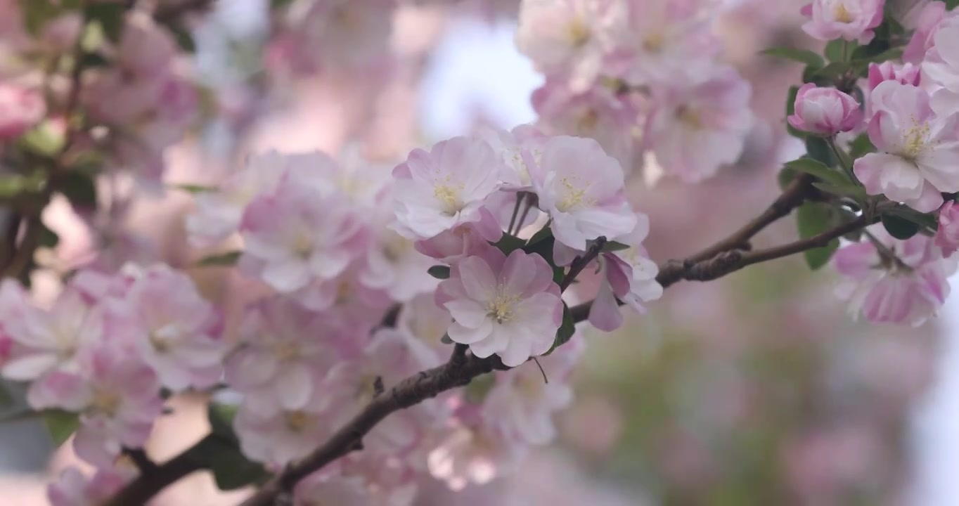 春天里的海棠花盛开视频素材