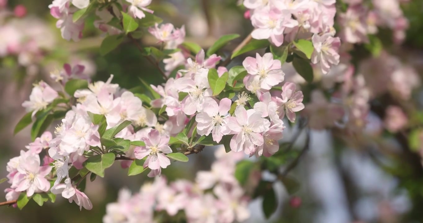 春天里的海棠花盛开视频素材