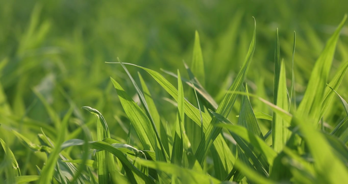 春天里的草生长视频素材