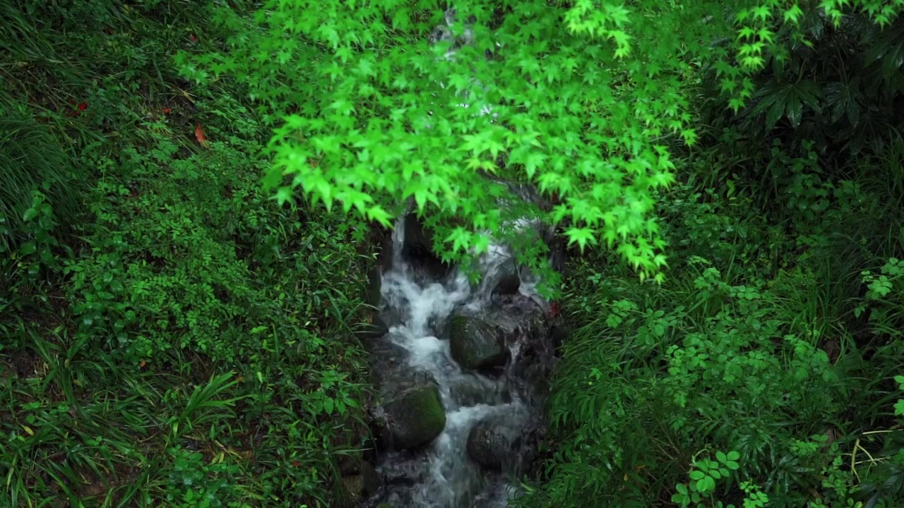 江南杭州西湖浴鹄湾春天阴雨天春雨中的绿色枫树雨山涧溪流自然治愈风景慢镜视频素材