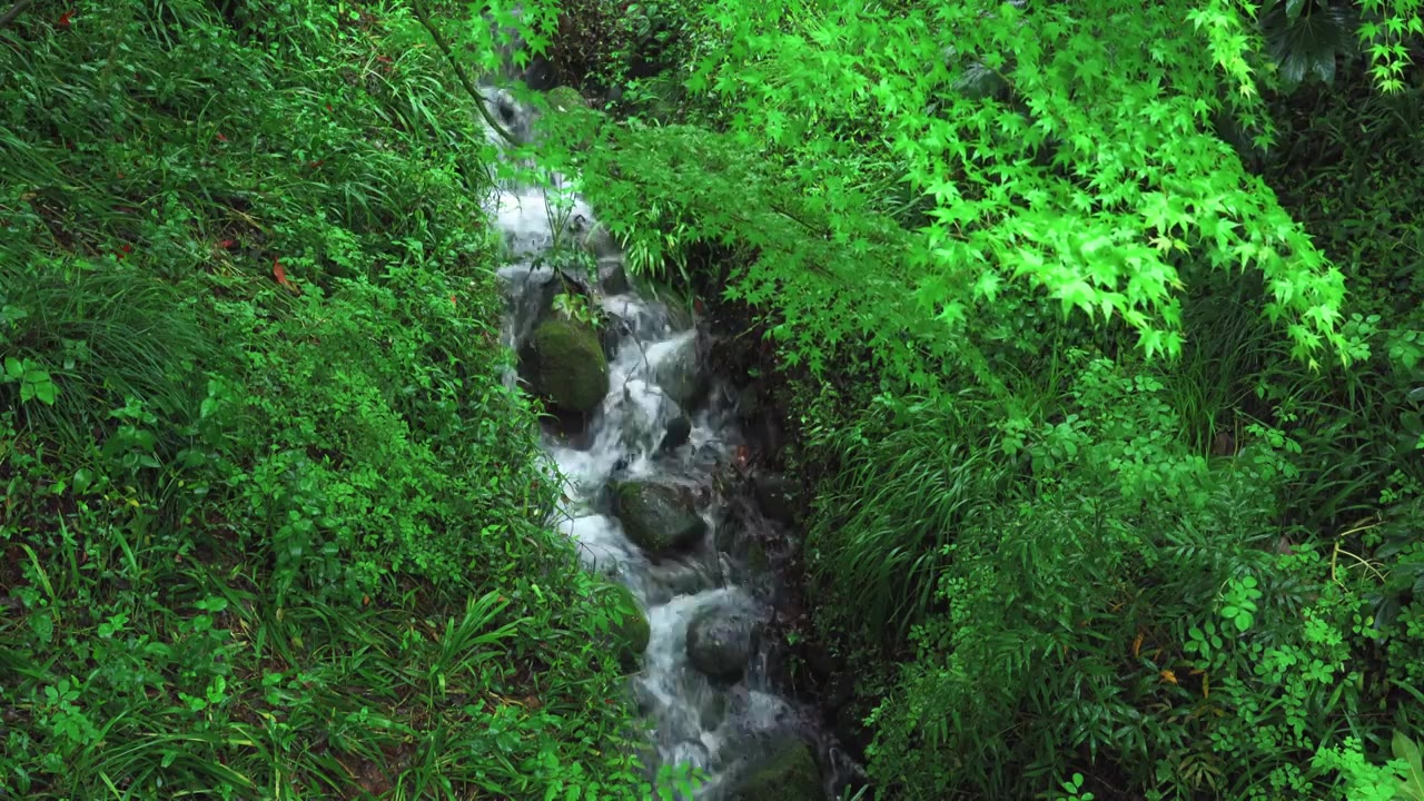 江南杭州西湖浴鹄湾春天阴雨天春雨中的绿色清新枫树枫叶与溪流山涧自然治愈风景视频素材