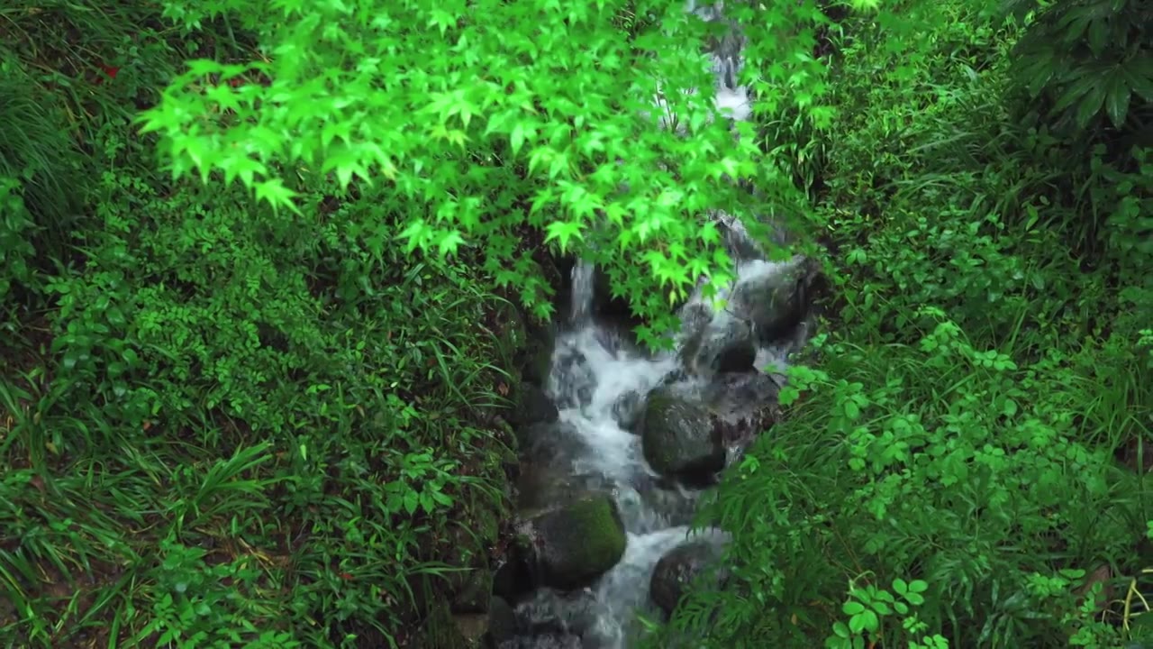 江南杭州西湖浴鹄湾春天阴雨天春雨中的绿色清新枫树枫叶与溪流山涧自然治愈风景视频素材