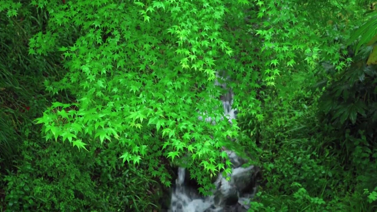 江南杭州西湖浴鹄湾春天阴雨天春雨中的绿色清新枫树枫叶与溪流山涧自然治愈风景视频素材