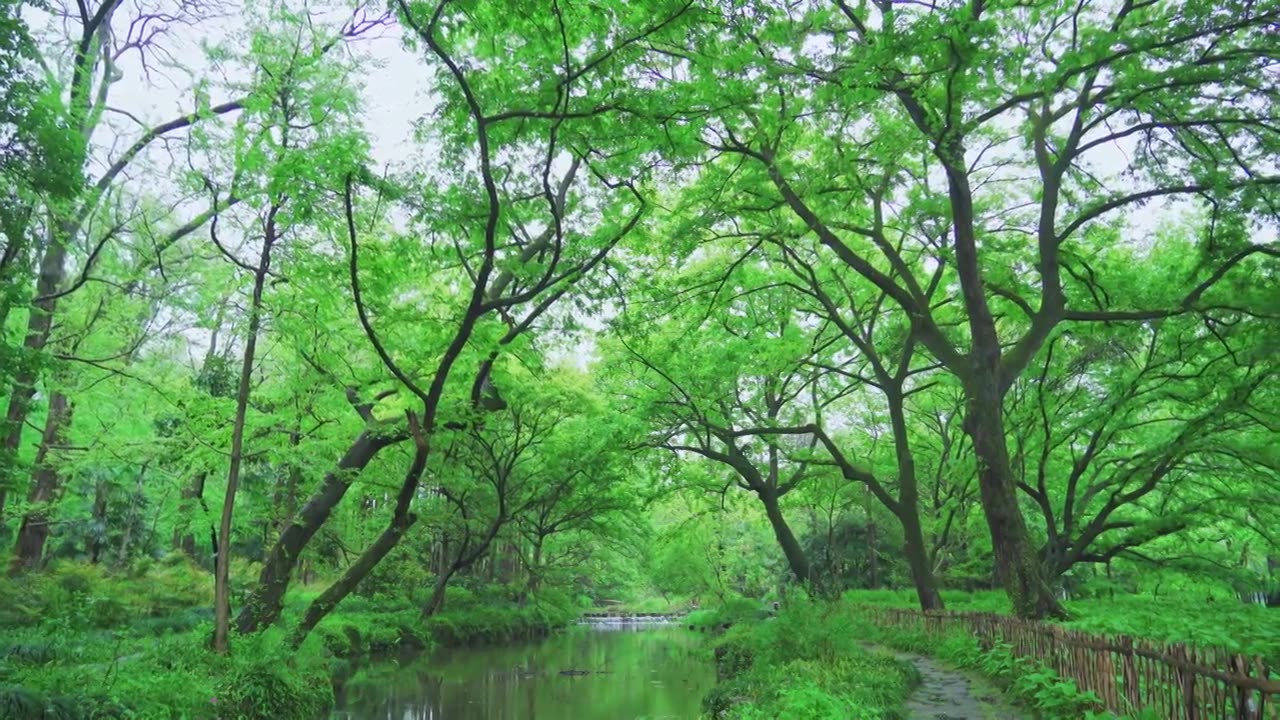 江南杭州西湖浴鹄湾春天阴雨天春雨中的清新树林自然治愈风景视频素材