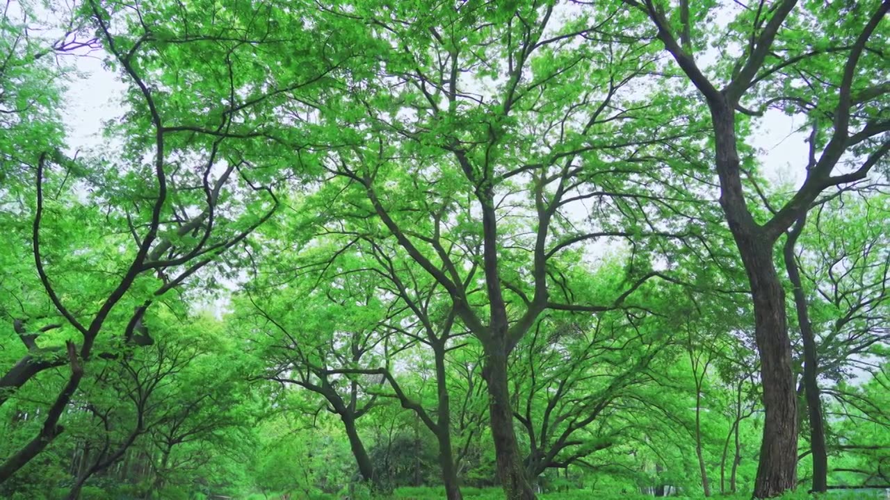 江南杭州西湖浴鹄湾春天阴雨天春雨中的清新树林自然治愈风景视频素材