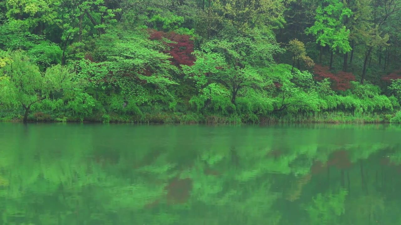 江南杭州西湖浴鹄湾春天阴雨天春雨中的绿树自然治愈风景视频素材