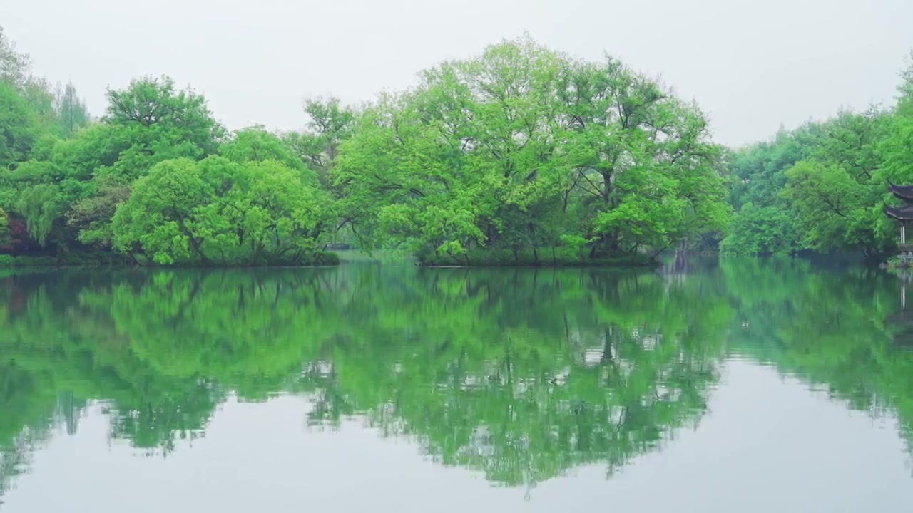 江南杭州西湖浴鹄湾春天阴雨天春雨中的绿树自然治愈风景视频素材