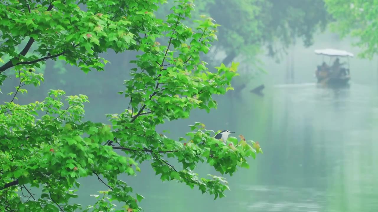 【合集】江南杭州西湖浴鹄湾春天阴雨天春雨中的自然治愈风景视频素材