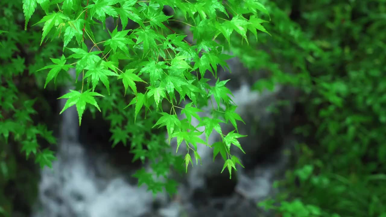 【合集】江南杭州西湖浴鹄湾春天阴雨天春雨中的自然治愈风景视频素材