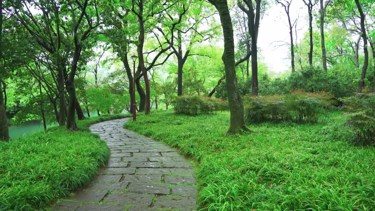 【合集】江南杭州西湖浴鹄湾春天阴雨天春雨中的自然治愈风景视频素材