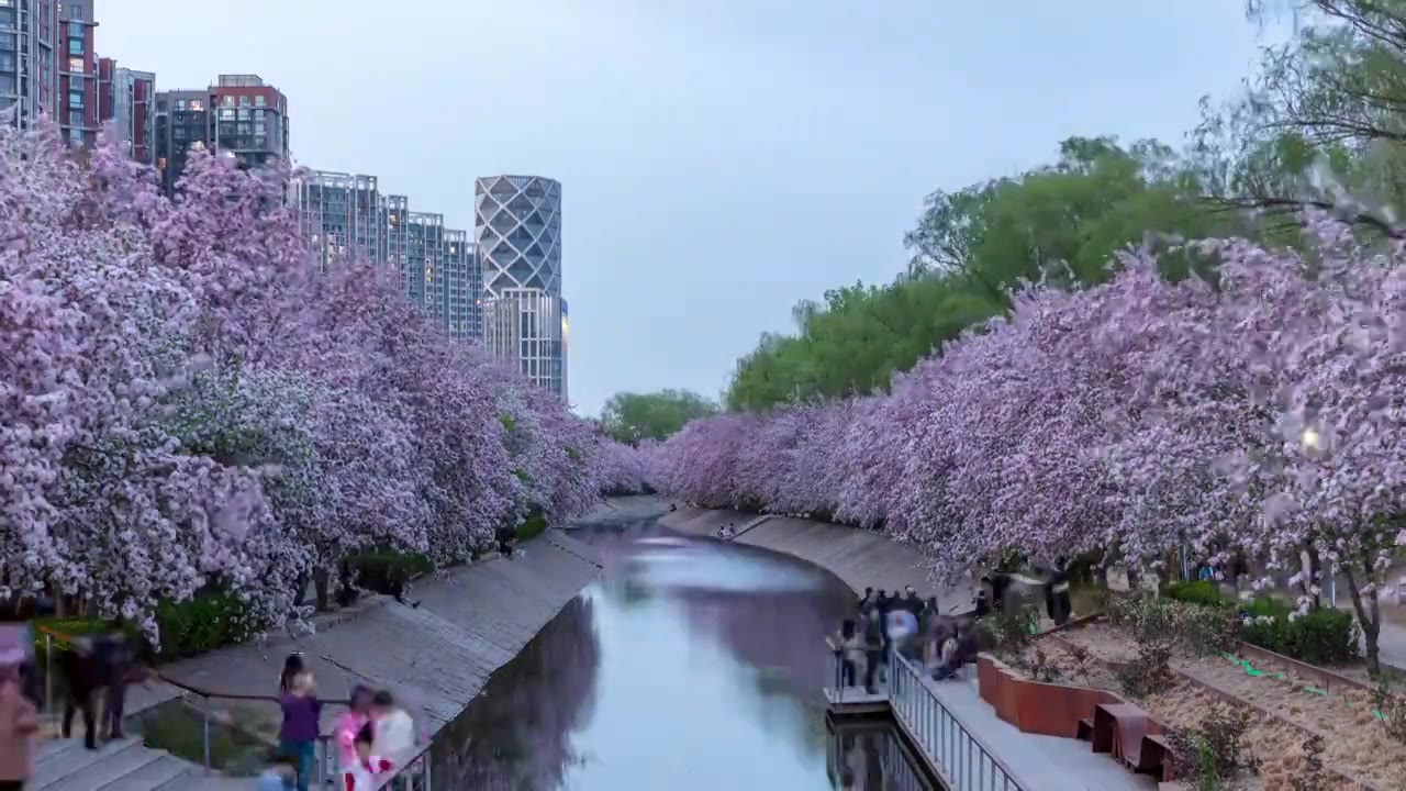 北京朝阳望京春季海棠花溪城市日转夜延时摄影视频下载