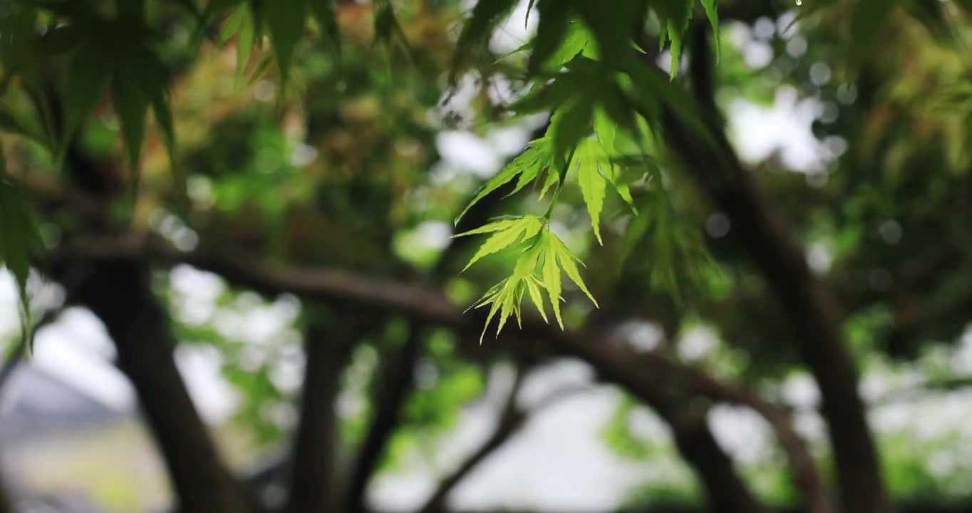 园林春雨唯美摇曳枫叶古建筑特写 网师园视频素材