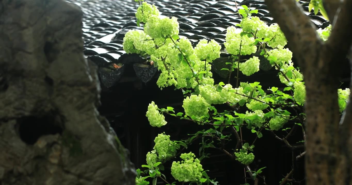 园林古建绿色木绣球盛开 网师园春雨春色视频素材