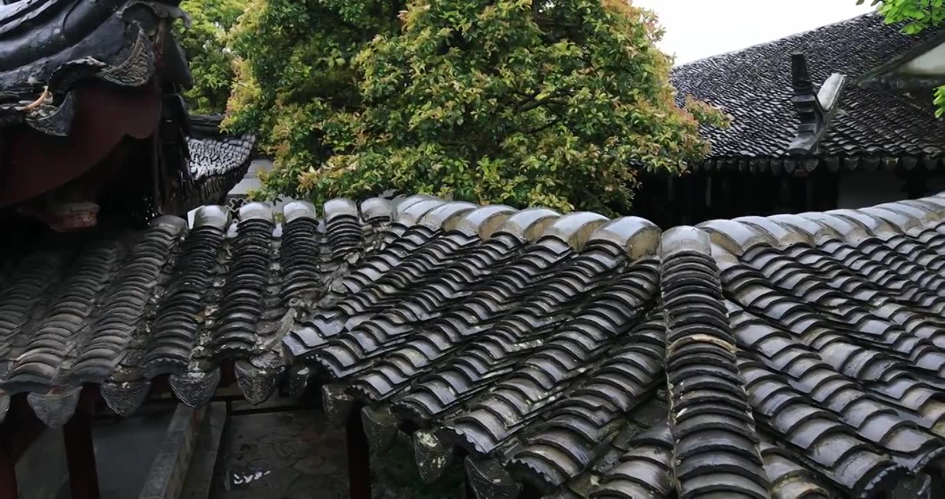 苏州园林春雨屋檐屋面唯美植物特写视频素材