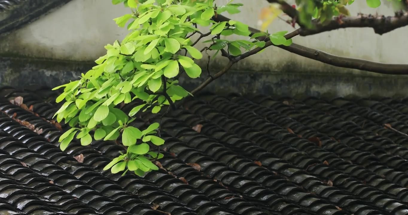 苏州园林春雨屋檐屋面唯美植物特写视频素材