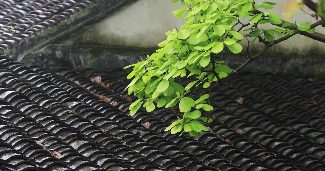 苏州园林春雨屋檐屋面唯美植物特写视频素材