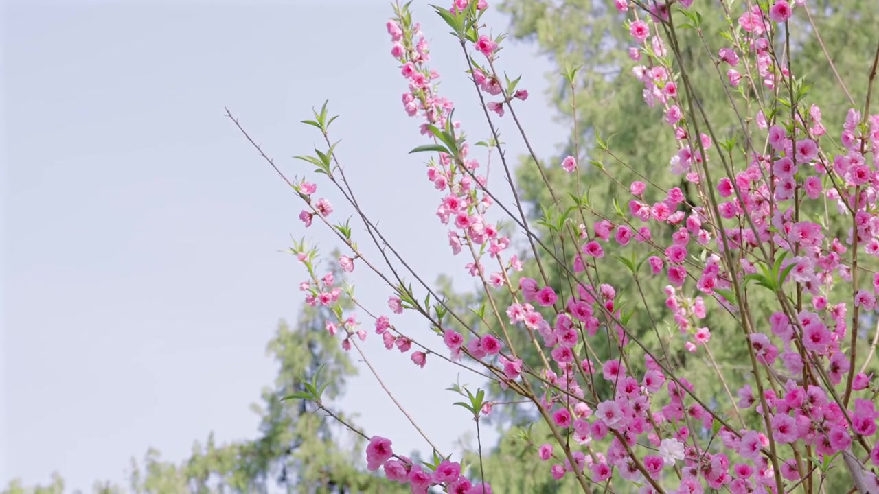 北京春天中山公园榆叶梅粉红色花朵视频素材